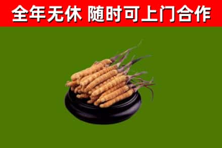 新河县回收散虫草