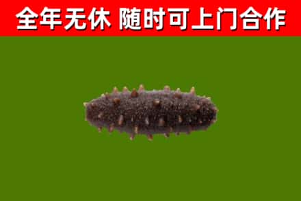 新河县回收海参干